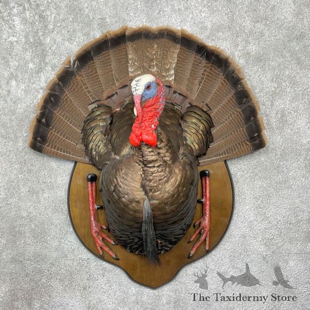 Eastern Wild Turkey Half Life Size Mount #25566 For Sale @ The Taxidermy Store