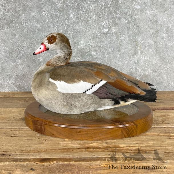 Egyptian Goose Bird Mount For Sale #25287 @ The Taxidermy Store