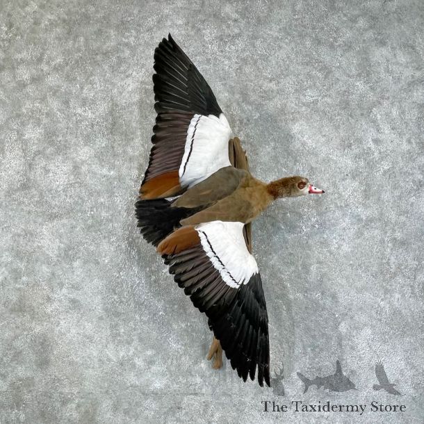 Egyptian Goose Bird Mount For Sale #25687 @ The Taxidermy Store