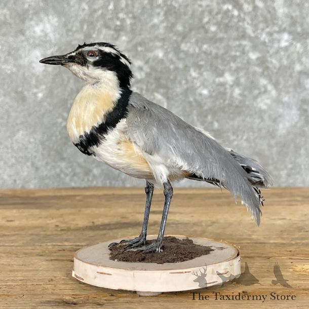Egyptian Plover Bird Mount For Sale #27763 @ The Taxidermy Store