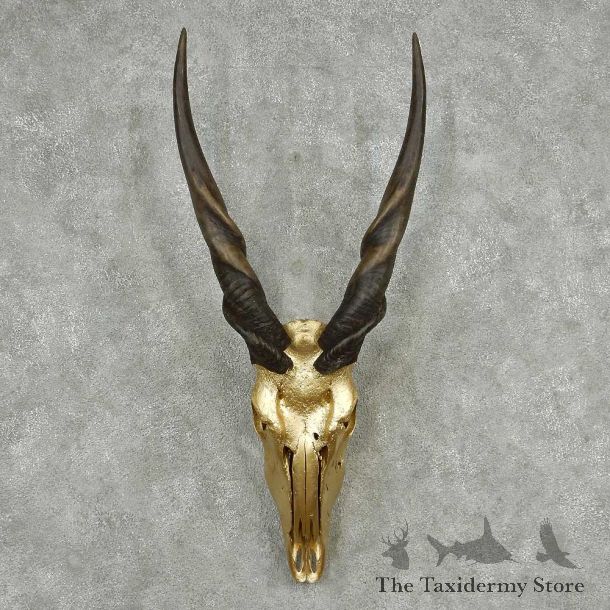 Eland Painted Skull Horns European Mount #13816 For Sale @ The Taxidermy Store