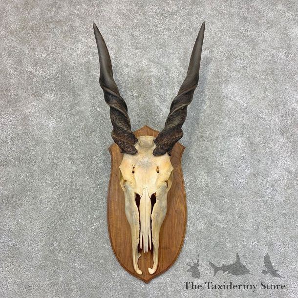 Eland Deer Skull & Horn European Mount For Sale #21531 @ The Taxidermy Store