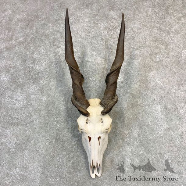 Eland Deer Skull & Horn European Mount For Sale #21838 @ The Taxidermy Store