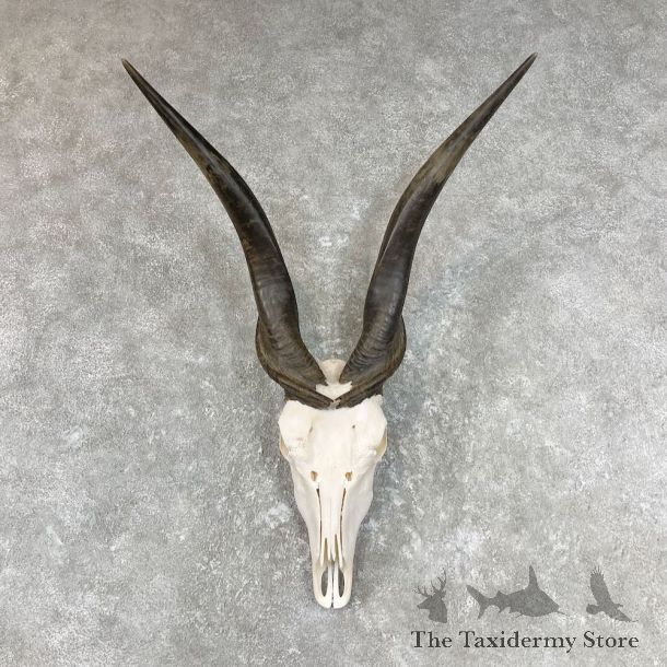 Eland Deer Skull & Horn European Mount For Sale #26773 @ The Taxidermy Store