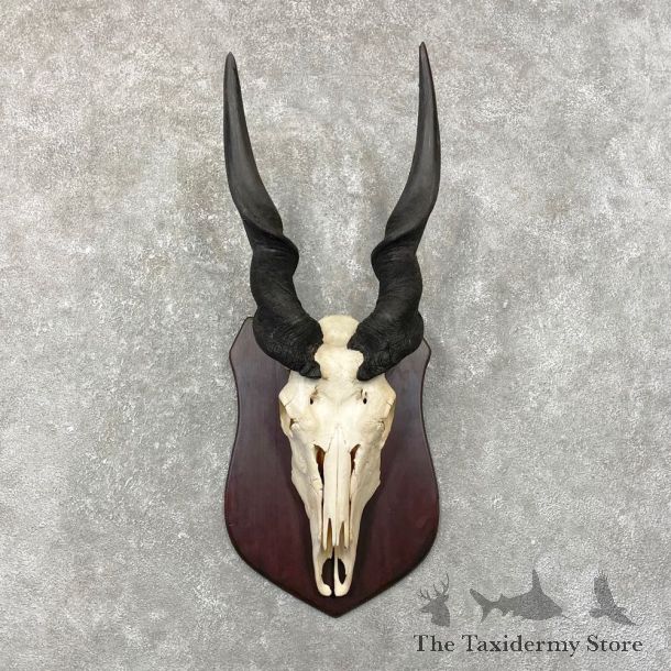 Eland Skull & Horn European Mount For Sale #24793 @ The Taxidermy Store