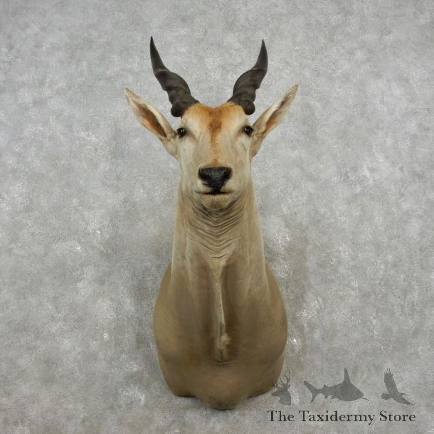 African Eland Shoulder Taxidermy Mount #17364 For-Sale @ The Taxidermy Store