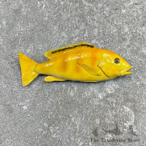 Electric Yellow Cichlid Fish Mount For Sale #27464 @ The Taxidermy Store