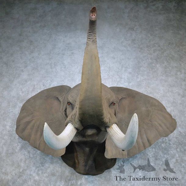 African Elephant Replica Shoulder Mount For Sale #14462 @ The Taxidermy Store