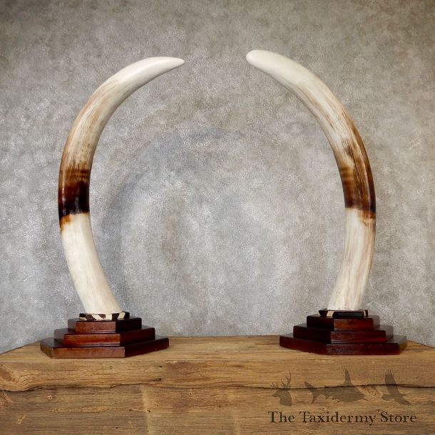 Elephant Tusk Replica Mount For Sale #19274 @ The Taxidermy Store