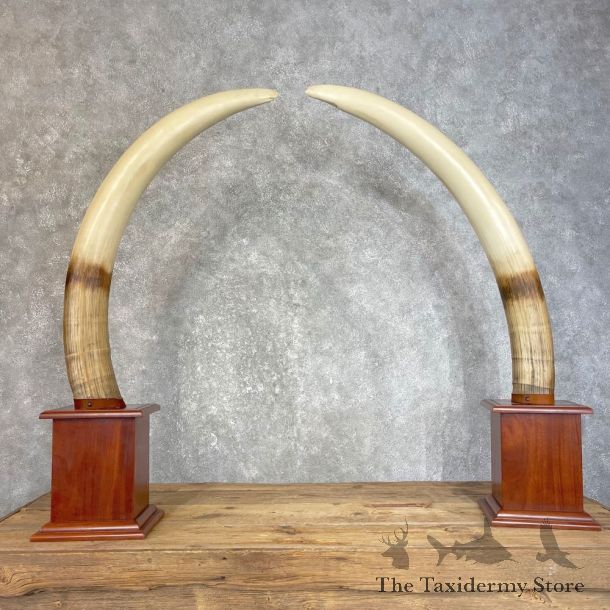 Elephant Tusk Replica Mount For Sale #25129  @ The Taxidermy Store