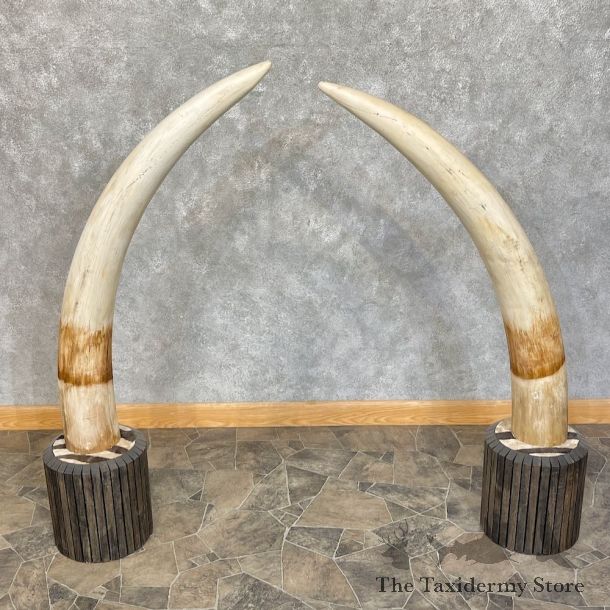 Elephant Tusk Replica Mount For Sale #25388 @ The Taxidermy Store
