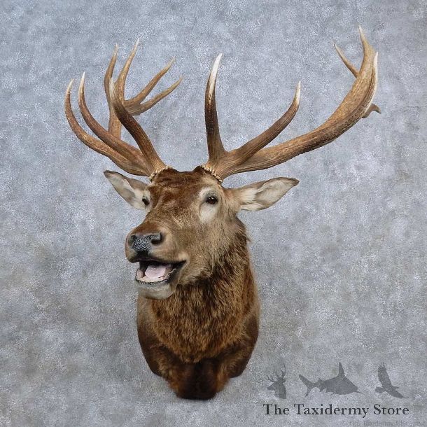 Rocky Mountain Elk Shoulder Mount For Sale #15685 @ The Taxidermy Store