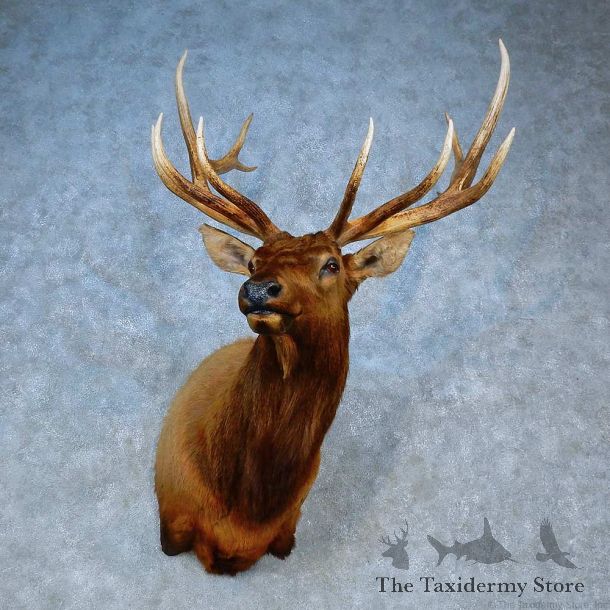 Rocky Mountain Elk Shoulder Mount For Sale #15507 @ The Taxidermy Store