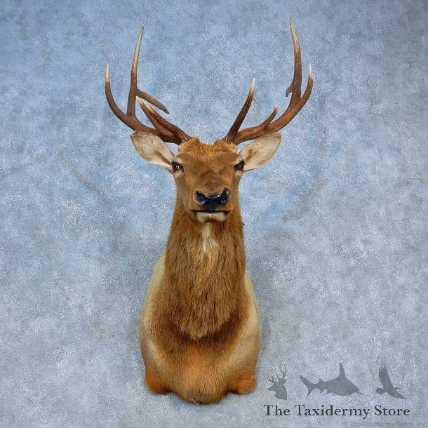 Rocky Mountain Elk Shoulder Mount For Sale #15510 @ The Taxidermy Store