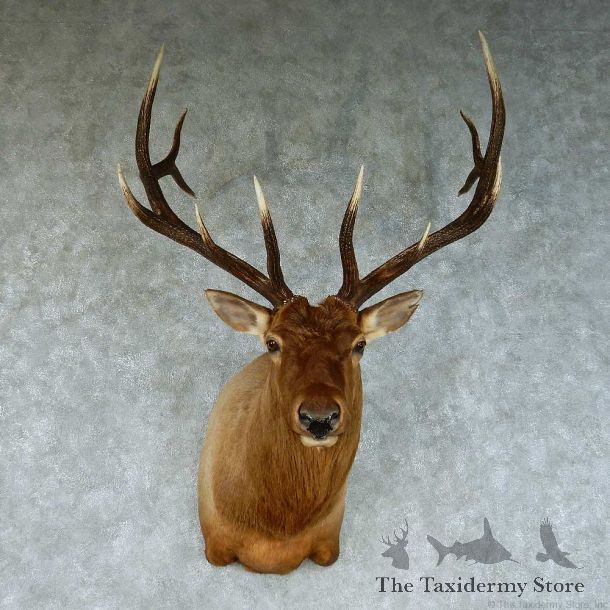 Rocky Mountain Elk Shoulder Taxidermy Mount #13462 For Sale @ The Taxidermy Store