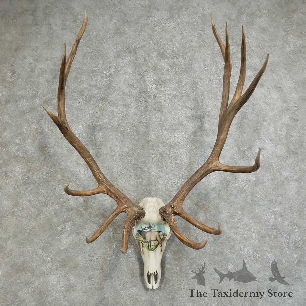 Elk Painted European Mount For Sale #16092 @ The Taxidermy Store
