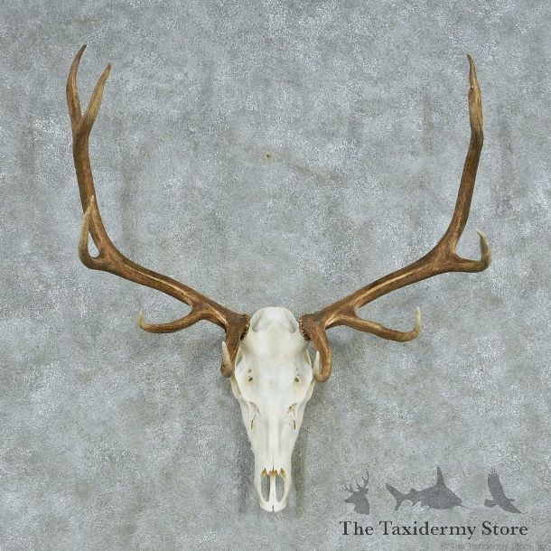 Elk Taxidermy Skull & Antler European Mount #13475 For Sale @ The Taxidermy Store