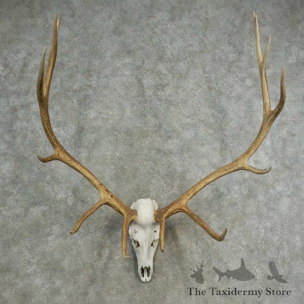 Rocky Mountain Elk Skull European Mount For Sale #16899 @ The Taxidermy Store