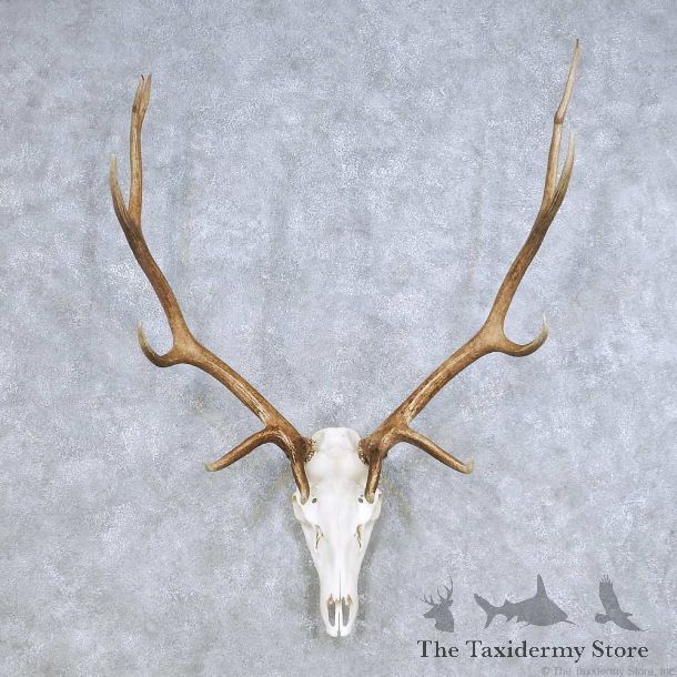 Elk Skull Horn European Mount For Sale #14106 @ The Taxidermy Store