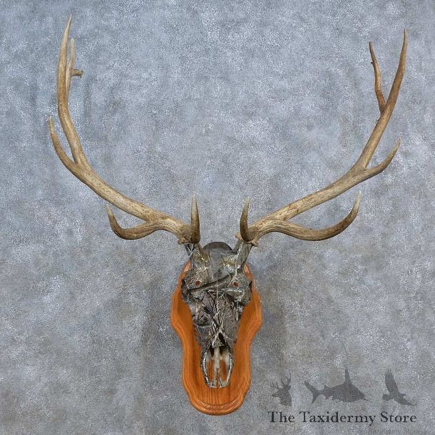Elk Skull Antler European Mount For Sale #15587 @ The Taxidermy Store