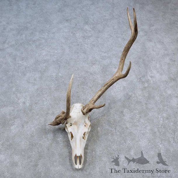 Elk Skull Antler European Mount For Sale #15663 @ The Taxidermy Store