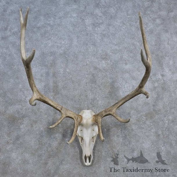 Elk Skull Antler European Mount For Sale #15690 @ The Taxidermy Store