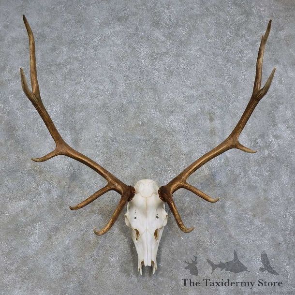 Elk Skull Antler European Mount For Sale #15727 @ The Taxidermy Store