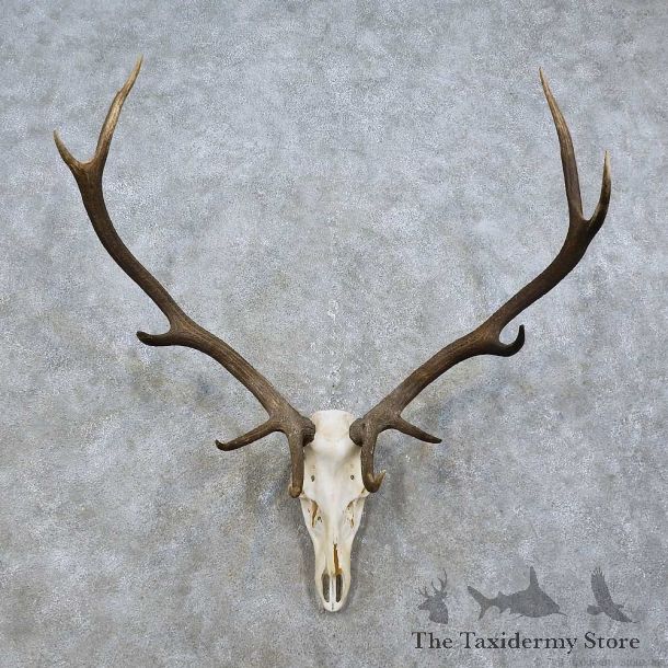 Elk Skull & Antler European Mount For Sale #15812 @ The Taxidermy Store