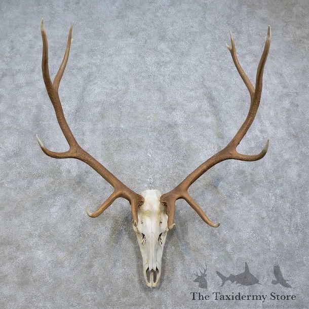Elk Skull & Antler European Mount For Sale #15814 @ The Taxidermy Store