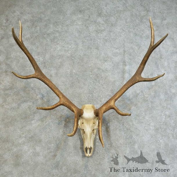 Elk Skull & Antler European Taxidermy Mount For Sale #16117 @ The Taxidermy Store