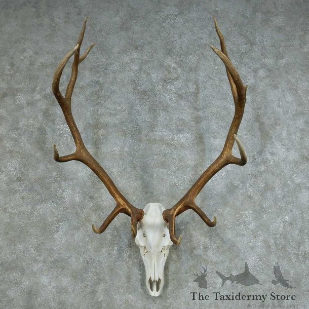 Rocky Mountain Elk Skull & Horns Mount #13681 For Sale @ The Taxidermy Store