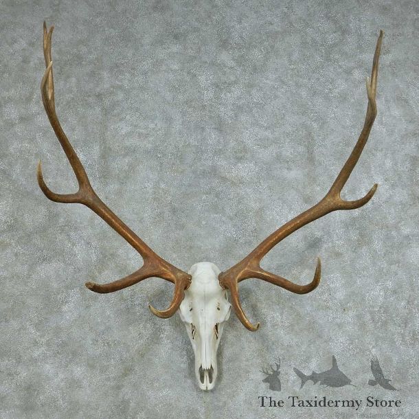 Rocky Mountain Elk Skull & Horns Mount #13682 For Sale @ The Taxidermy Store