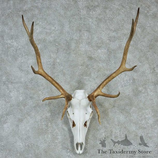 Elk Skull & Horns European Taxidermy Mount #13232 For Sale @ The Taxidermy Store