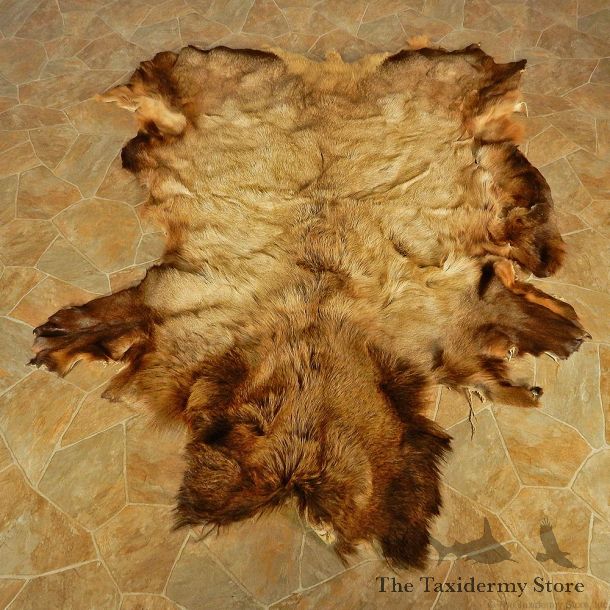 Rocky Mountain Elk Hide Taxidermy #13013 For Sale @ The Taxidermy Store