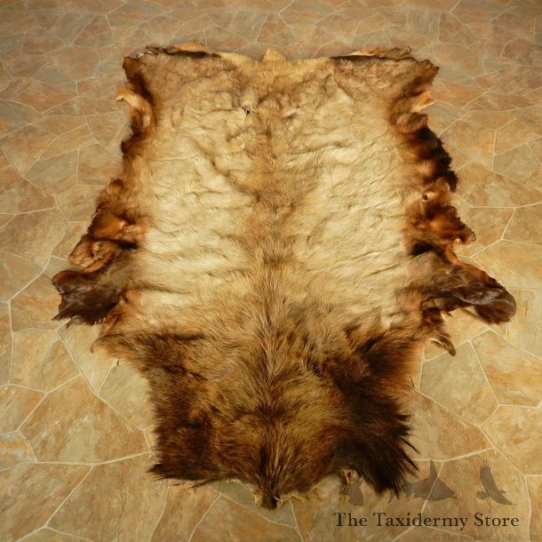 Rocky Mountain Elk Hide Taxidermy #13013 For Sale @ The Taxidermy Store