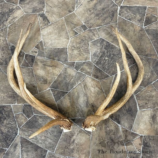 Elk Antler Craft Pack For Sale #25090 @ The Taxidermy Store