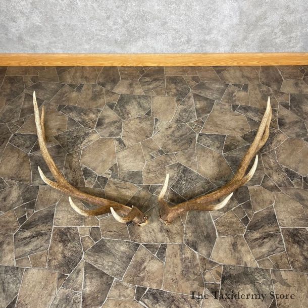 Elk Antler Craft Pack For Sale #25093 @ The Taxidermy Store