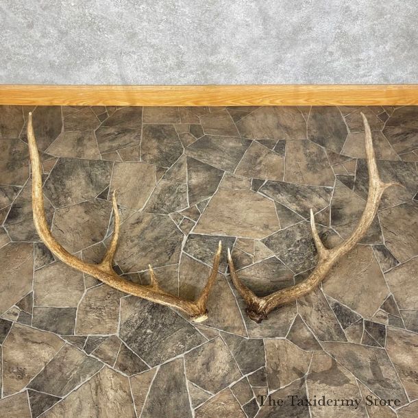 Elk Antler Craft Pack For Sale #25096 @ The Taxidermy Store