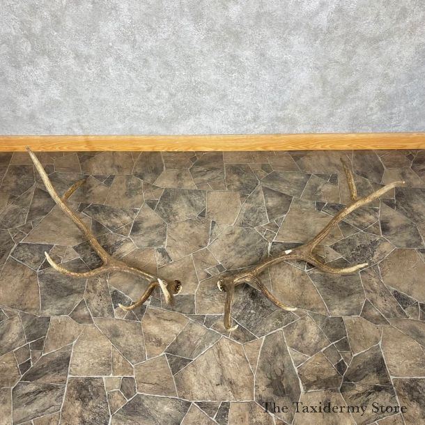 Elk Antler Craft Pack For Sale #25098 @ The Taxidermy Store