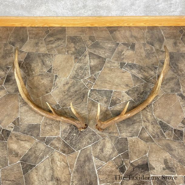 Elk Antler Craft Pack For Sale #25099 @ The Taxidermy Store