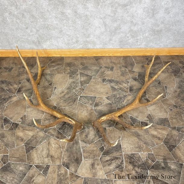 Elk Antler Craft Pack For Sale #25101 @ The Taxidermy Store