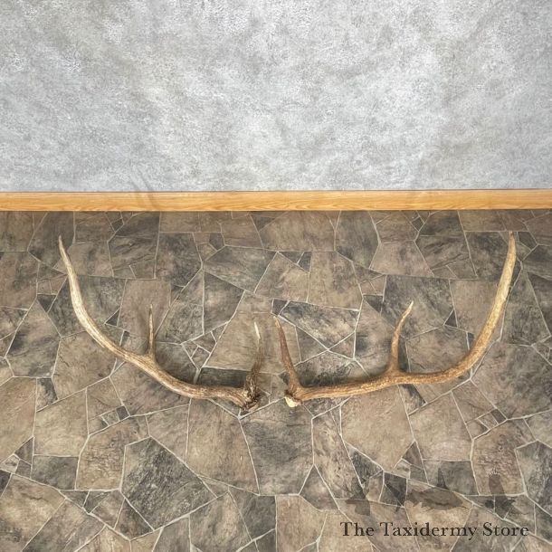 Elk Antler Craft Pack For Sale #25102 @ The Taxidermy Store