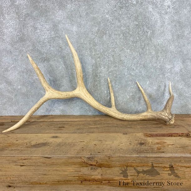 Elk Antler Shed For Sale #21520 @ The Taxidermy Store