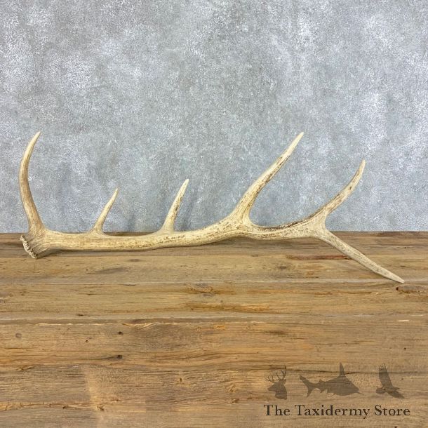 Elk Antler Shed For Sale #21522 @ The Taxidermy Store