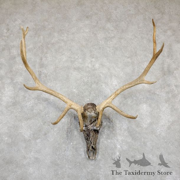 Elk Lost Camo Skull Antler European Mount For Sale #19402 @ The Taxidermy Store