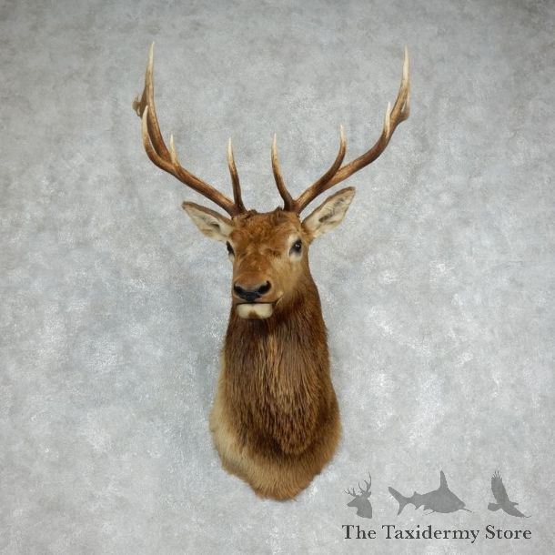 Rocky Mountain Elk Shoulder Mount For Sale #17986 @ The Taxidermy Store