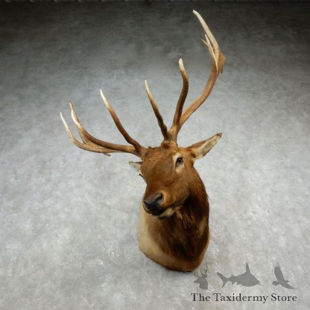 Rocky Mountain Elk Shoulder Mount For Sale #17365 @ The Taxidermy Store