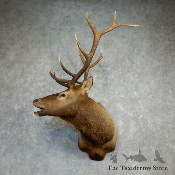 Rocky Mountain Elk Shoulder Mount For Sale #18223 @ The Taxidermy Store
