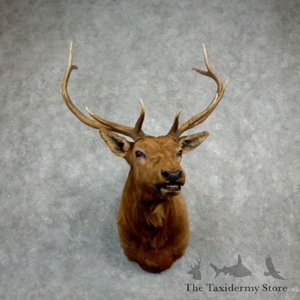 Rocky Mountain Elk Shoulder Mount For Sale #18224 @ The Taxidermy Store