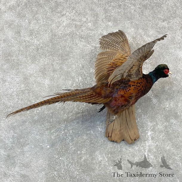 English Black Neck Pheasant Bird Mount For Sale #24098 @ The Taxidermy Store